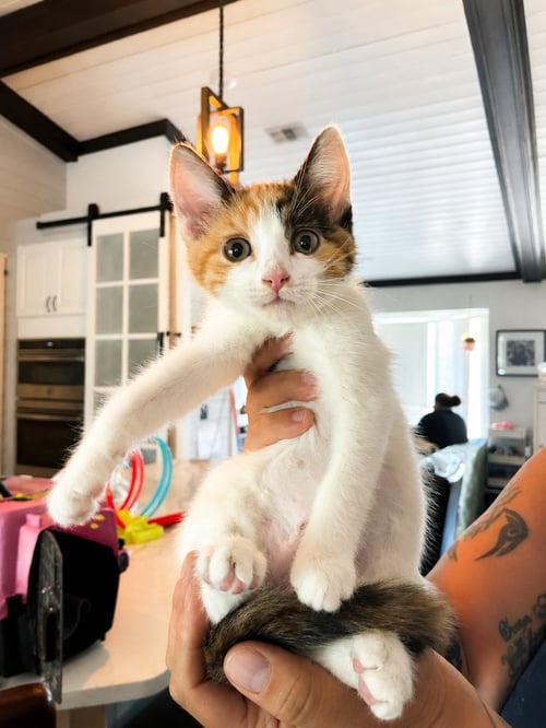 AUTUMN - Calico / Domestic Short Hair for adoption in Deltona