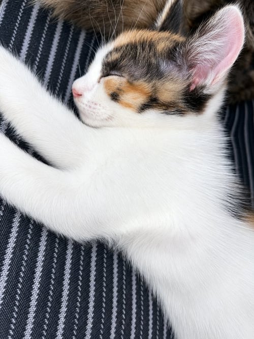 AUTUMN - Calico / Domestic Short Hair available for adoption