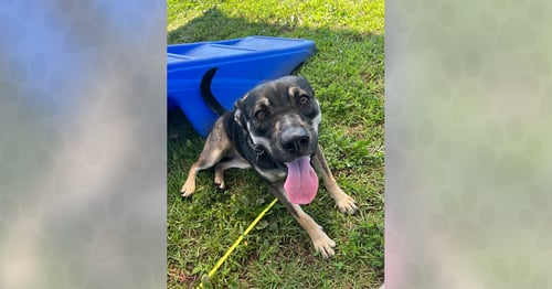 MUSHROOM - Unknown for adoption in Asheville
