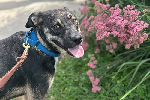 MUSHROOM - Unknown available for adoption