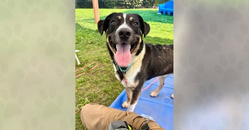 KRINGLE - Unknown for adoption in Asheville