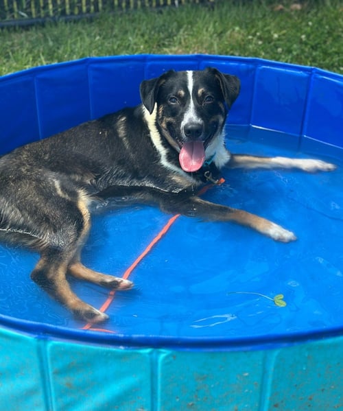 KRINGLE - Unknown available for adoption