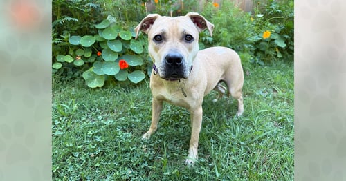 STORMY - Unknown for adoption in Asheville