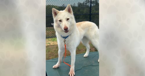 KIDA - Unknown available for adoption