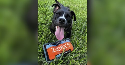 JULEP - Unknown for adoption in Asheville
