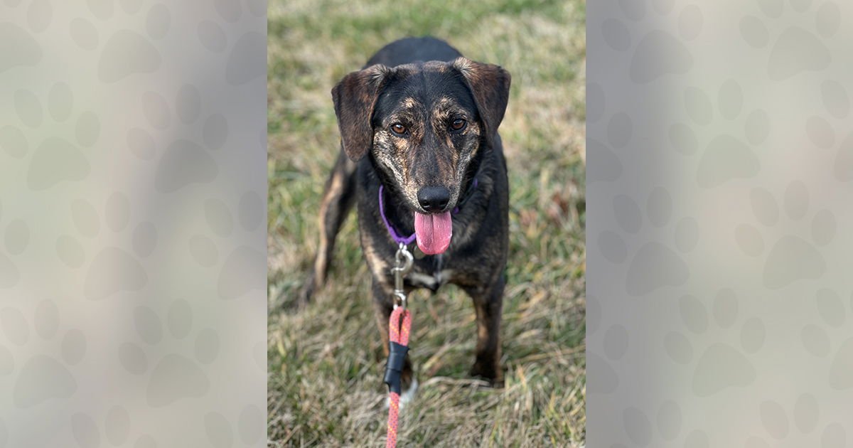 COCOA - Unknown available for adoption