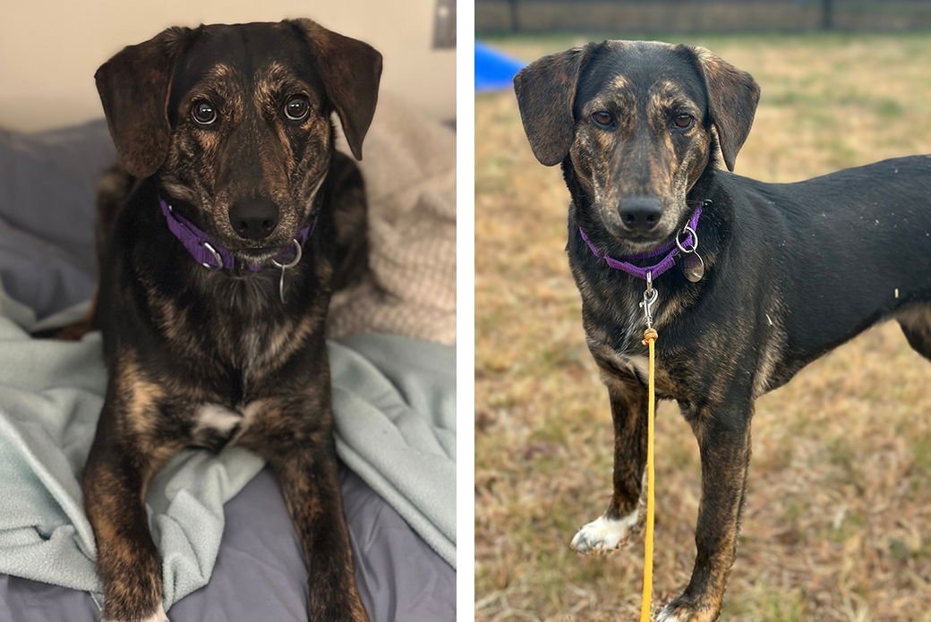 COCOA - Unknown available for adoption