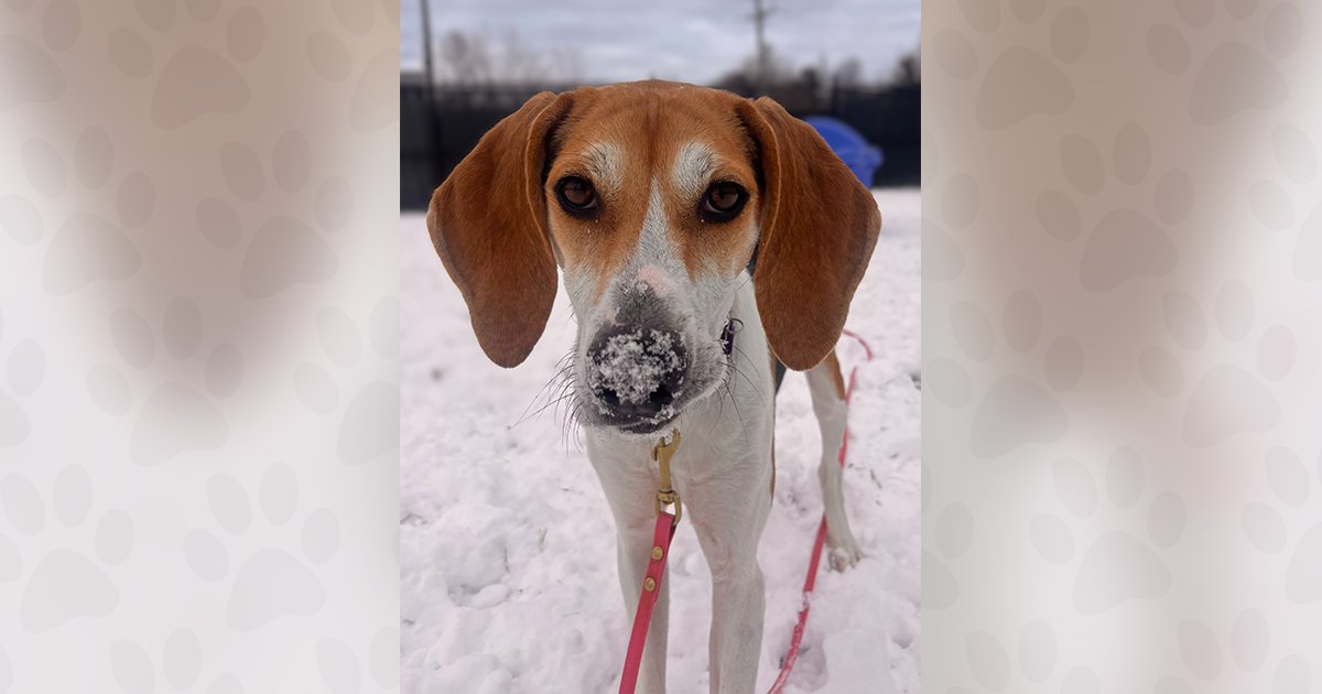 VINCA - Unknown available for adoption