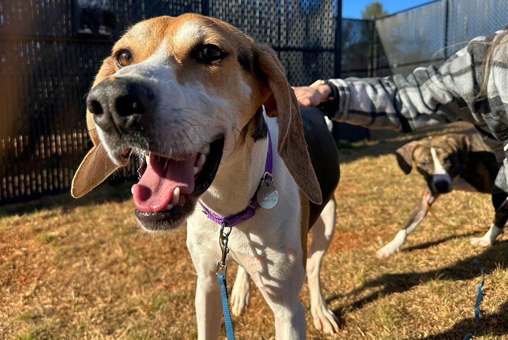 VINCA - Unknown available for adoption