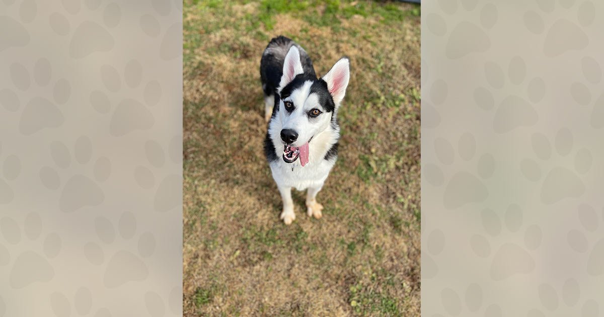 JAY - Husky available for adoption