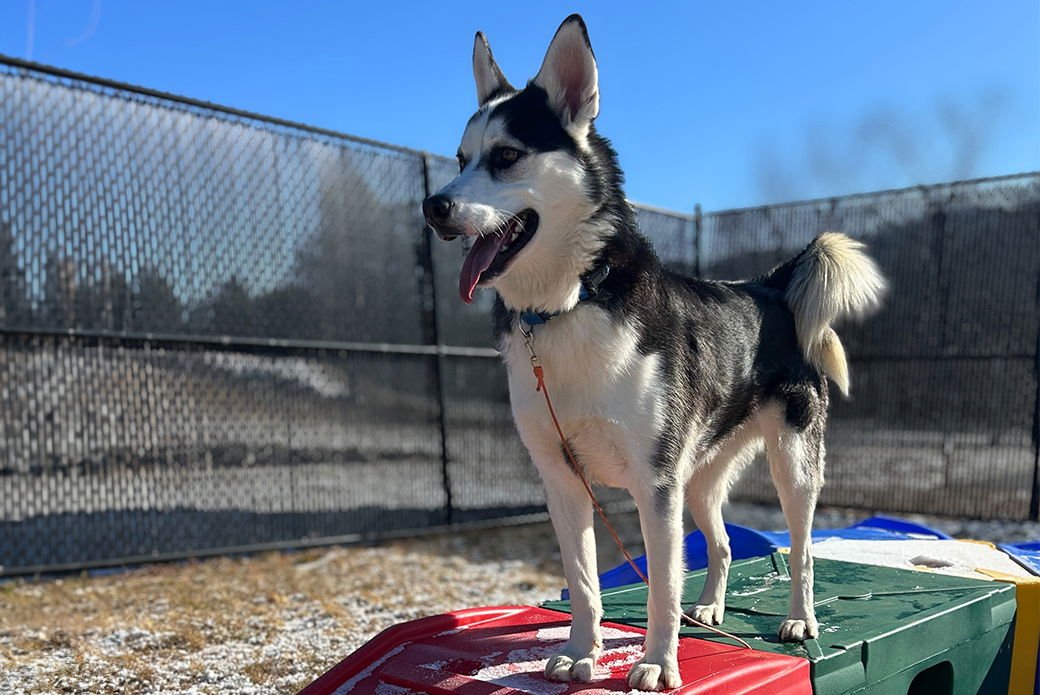 JAY - Husky available for adoption