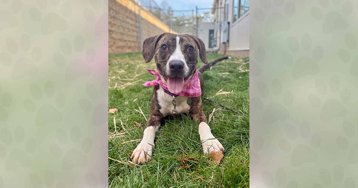 ECHO - Unknown available for adoption