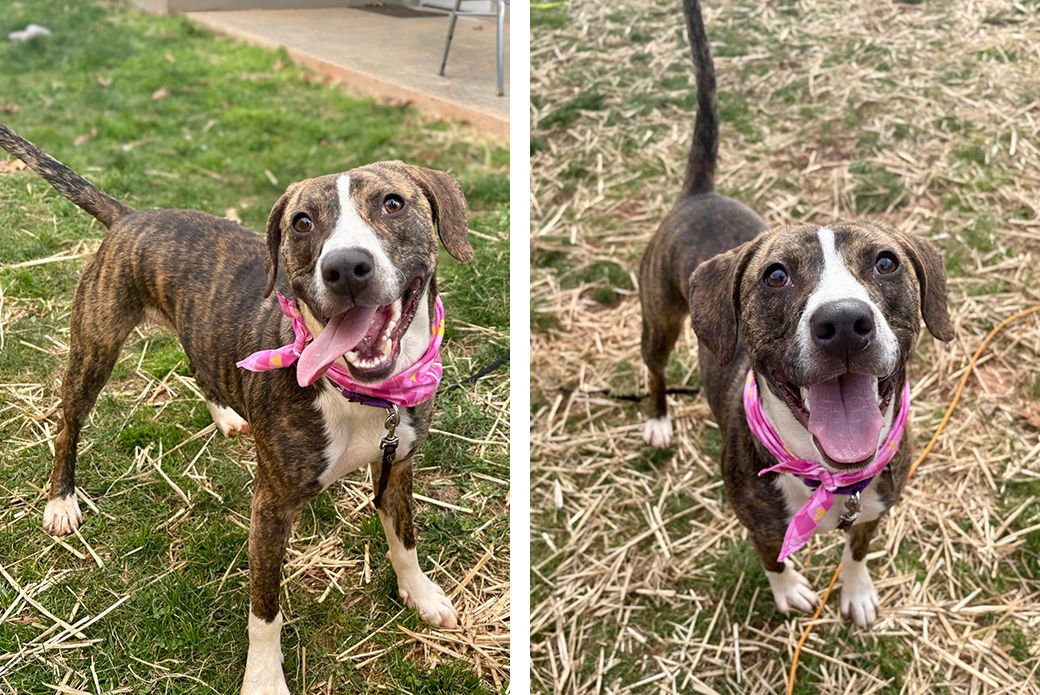 ECHO - Unknown available for adoption