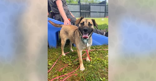 SUSIE - Unknown for adoption in Asheville