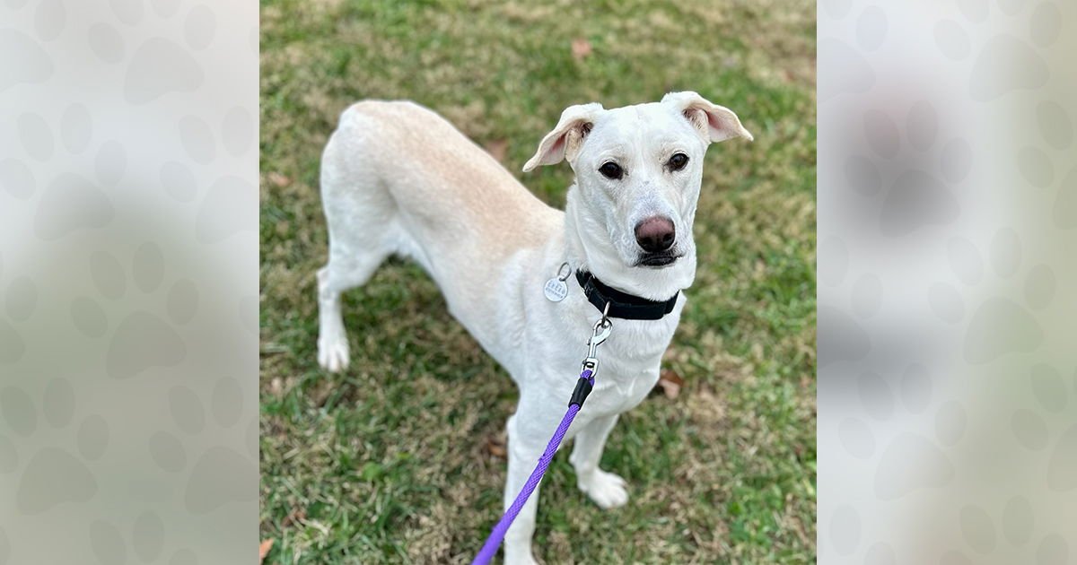 LAVENDER - Unknown available for adoption