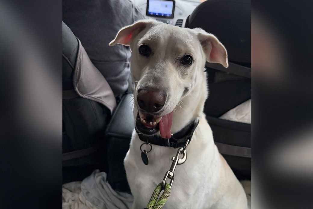 LAVENDER - Unknown available for adoption