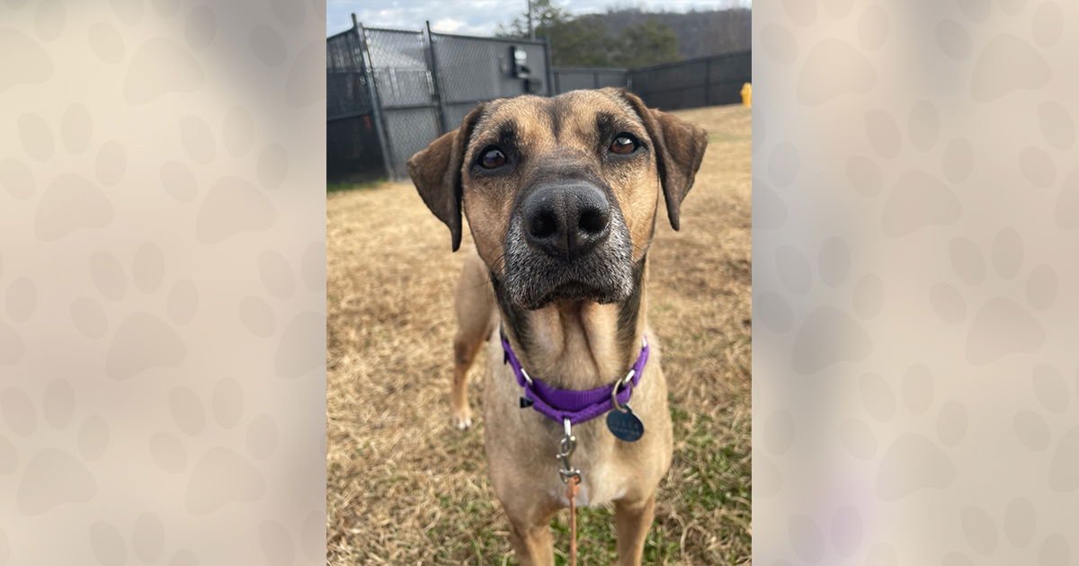 CEREAL - Unknown available for adoption