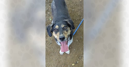 PECAN - Unknown available for adoption