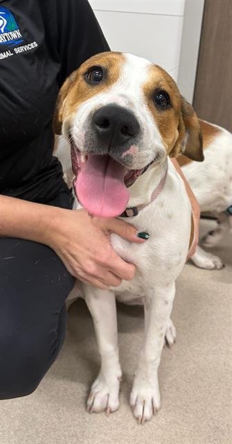 ELINA - American Pit Bull Terrier / Basset Hound available for adoption