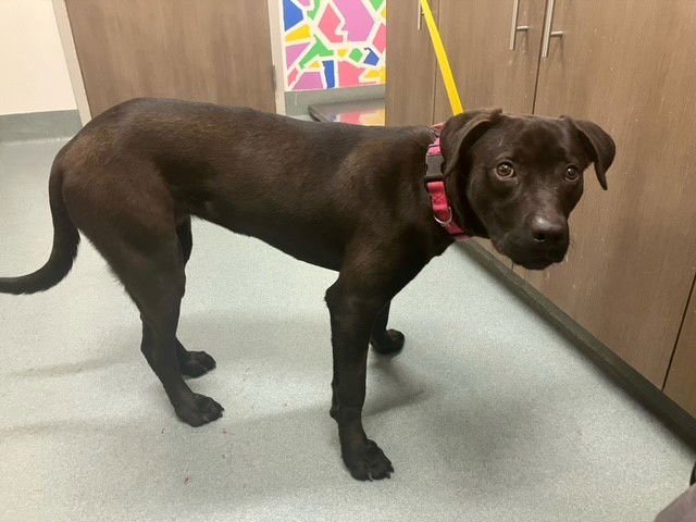 ADELINA - Labrador Retriever available for adoption