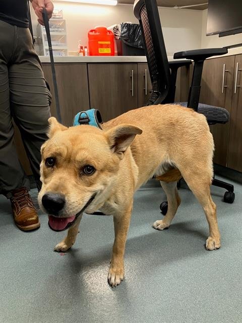 CANELA - Chow Chow available for adoption