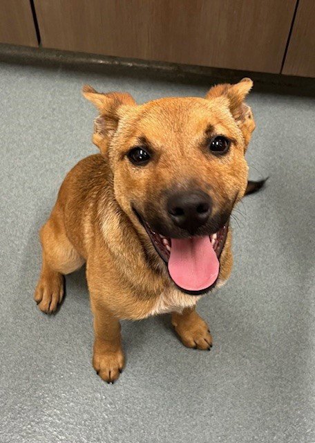 WABI - Black Mouth Cur available for adoption