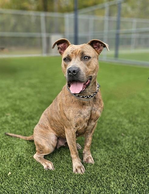 ROXANNE - Pit Bull Terrier available for adoption