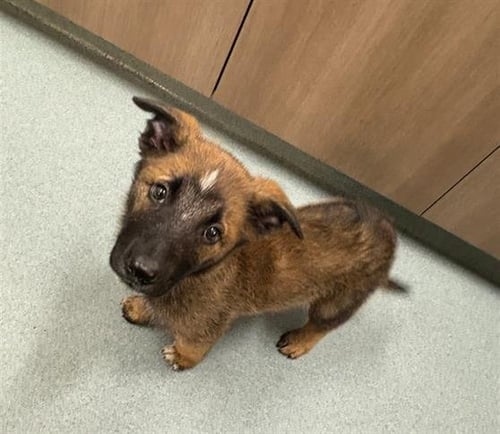 CLARA - German Shepherd Dog available for adoption