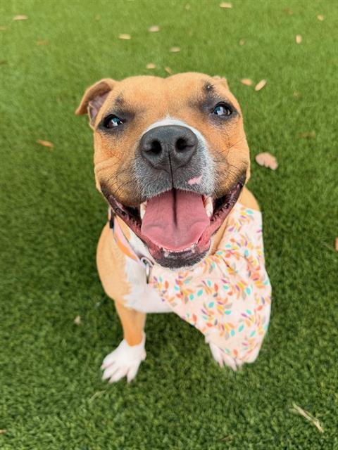 LAYLA - Pit Bull Terrier available for adoption