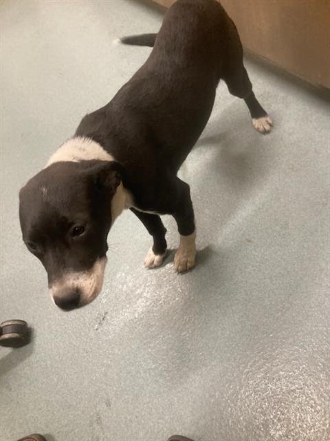 DO - Pit Bull Terrier available for adoption