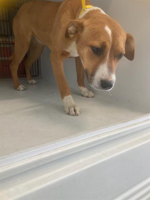 CHUCHIE - Pit Bull Terrier available for adoption