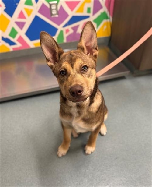 TROY - German Shepherd Dog available for adoption