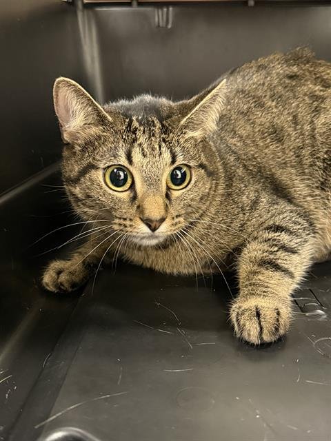 BABY - Domestic Short Hair available for adoption