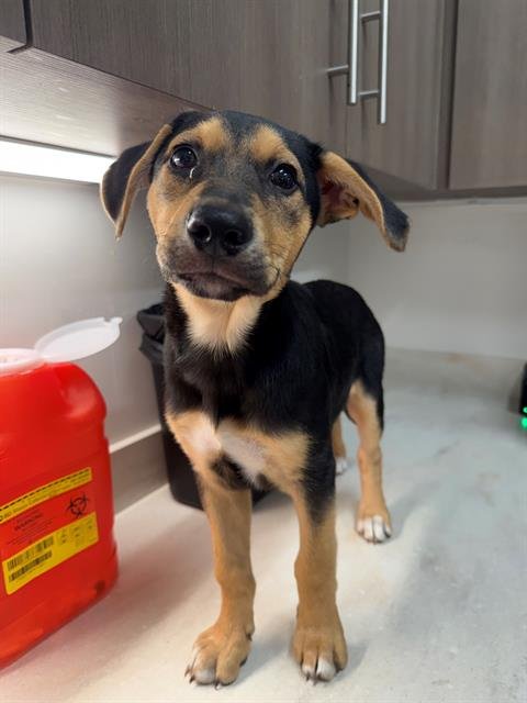 KASH - Labrador Retriever available for adoption