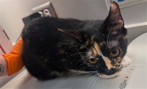 BUTTERCUP - Domestic Short Hair available for adoption