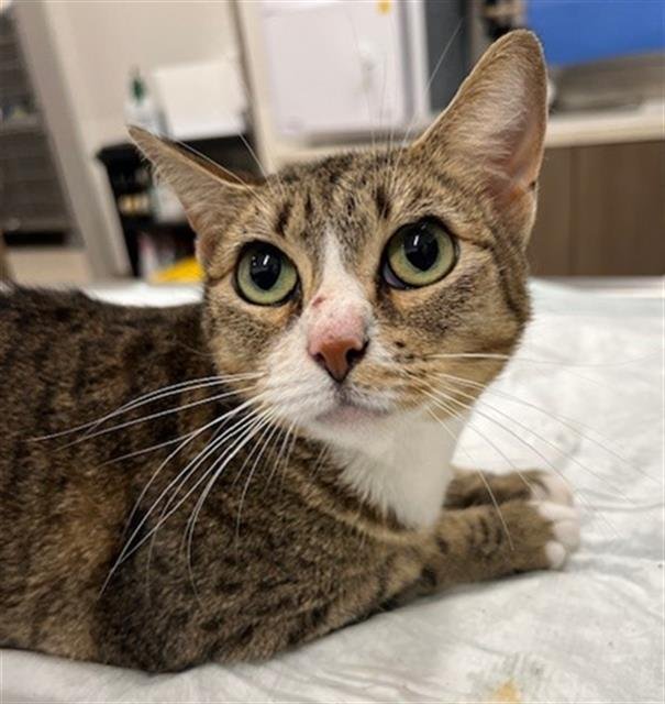 MIN MIN - Domestic Short Hair available for adoption