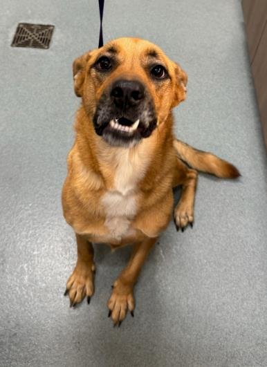 TABITHA - Pit Bull Terrier / German Shepherd Dog available for adoption