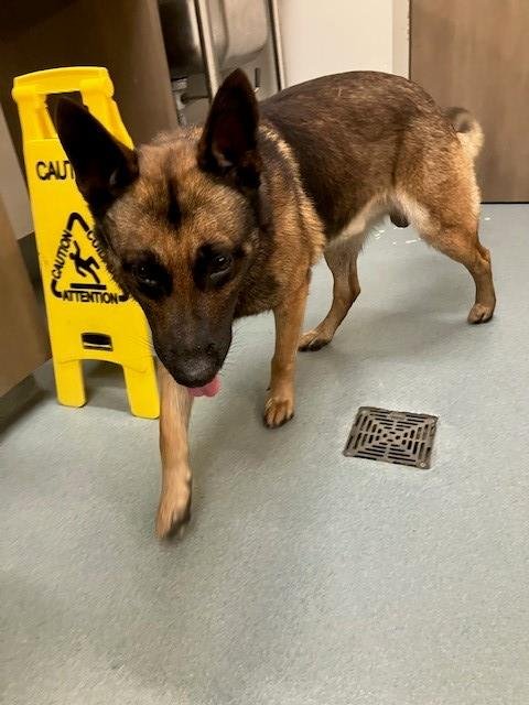 CHARLIE - German Shepherd Dog available for adoption