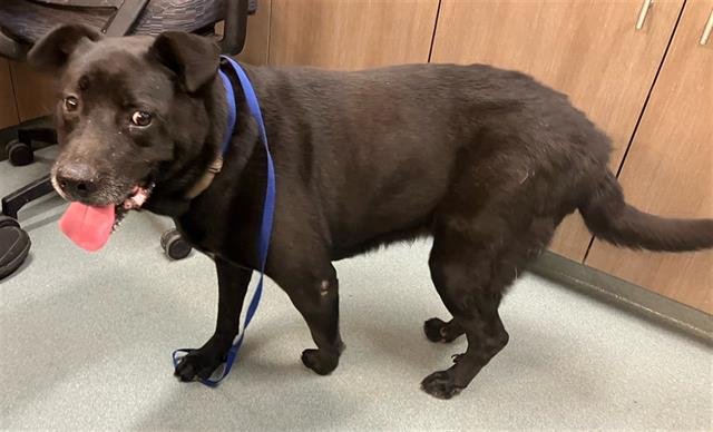 TRIXIE - Labrador Retriever available for adoption