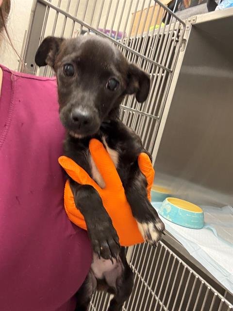 CHARLEY - Chihuahua available for adoption