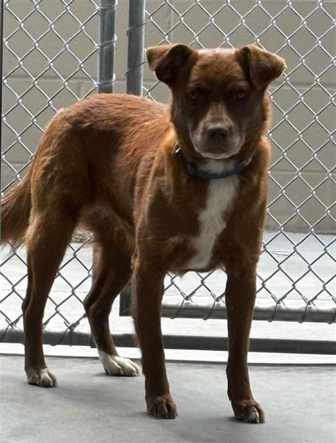 COCO - Great Pyrenees available for adoption