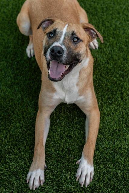 POT ROAST - Pit Bull Terrier available for adoption