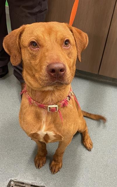 WILLY - Doberman Pinscher available for adoption