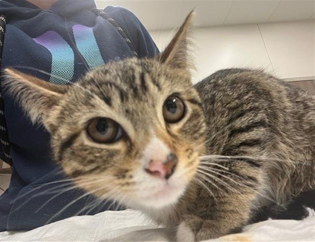 SOPHIE - Domestic Short Hair available for adoption