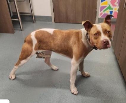 SUGAR - Pit Bull Terrier available for adoption