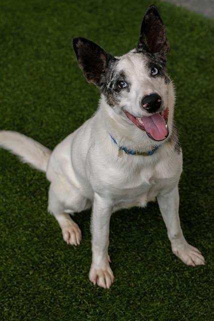 BUCKY - Australian Cattle Dog/Blue Heeler available for adoption