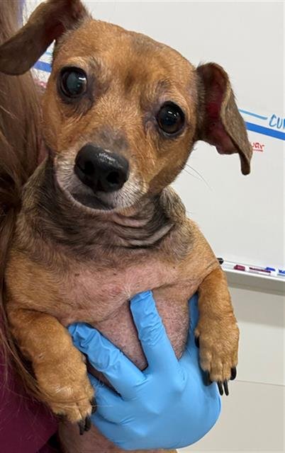 CHANDY - Dachshund / Chihuahua available for adoption