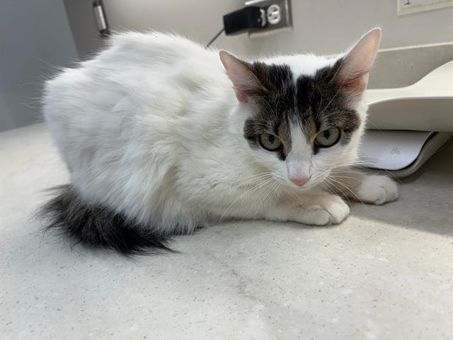 THALIA - Domestic Medium Hair available for adoption