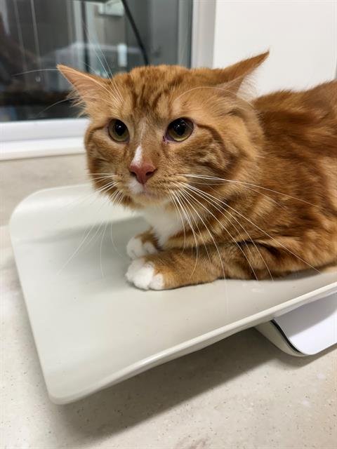 WEBSTER - Domestic Short Hair available for adoption