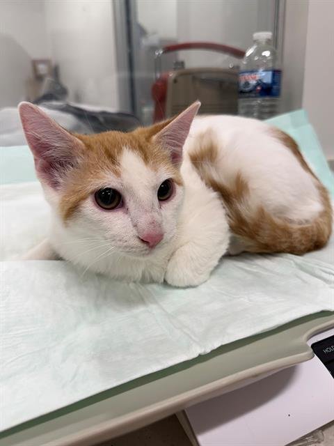 APOLLO - Domestic Short Hair available for adoption